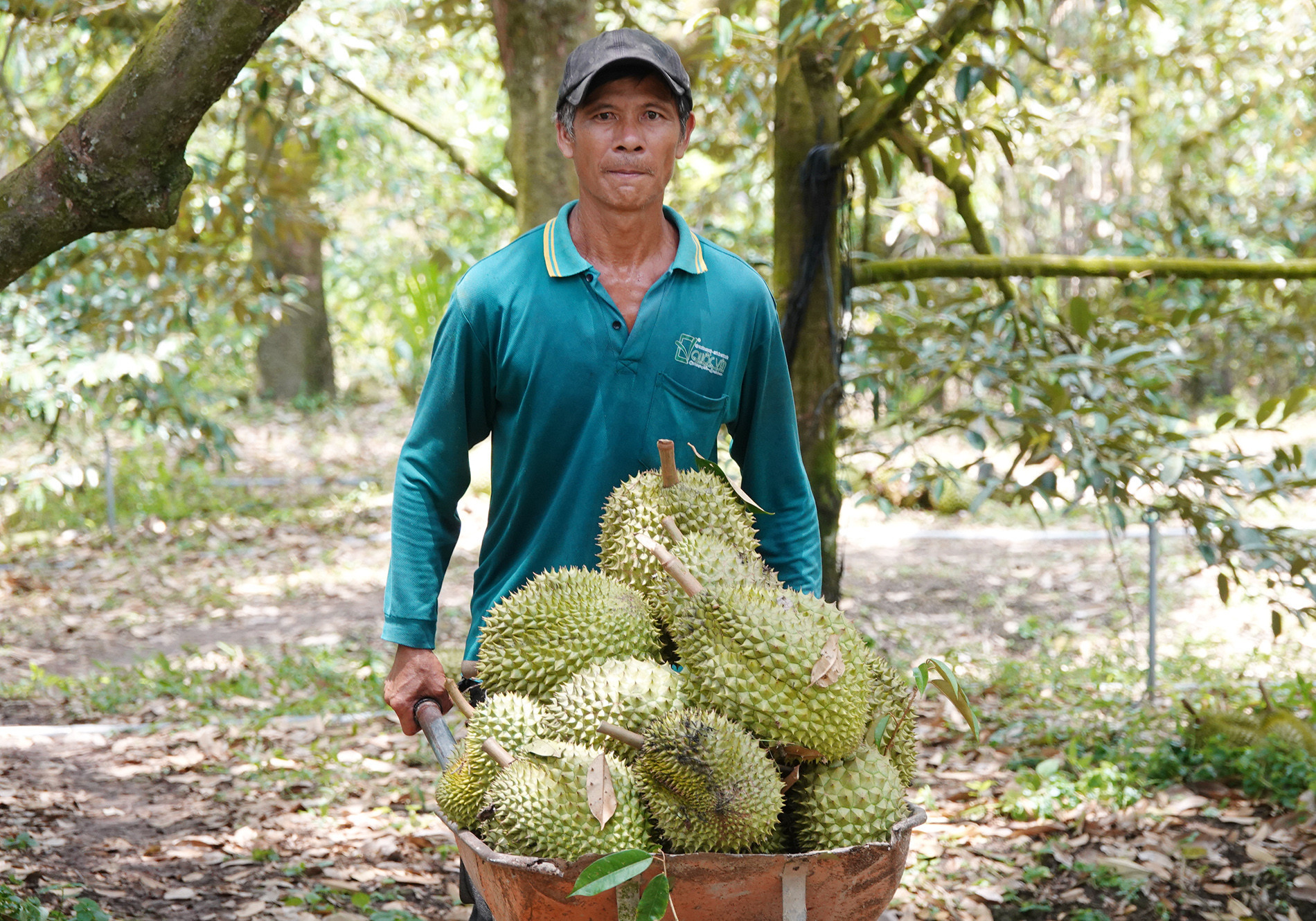Sầu riêng 3.jpg