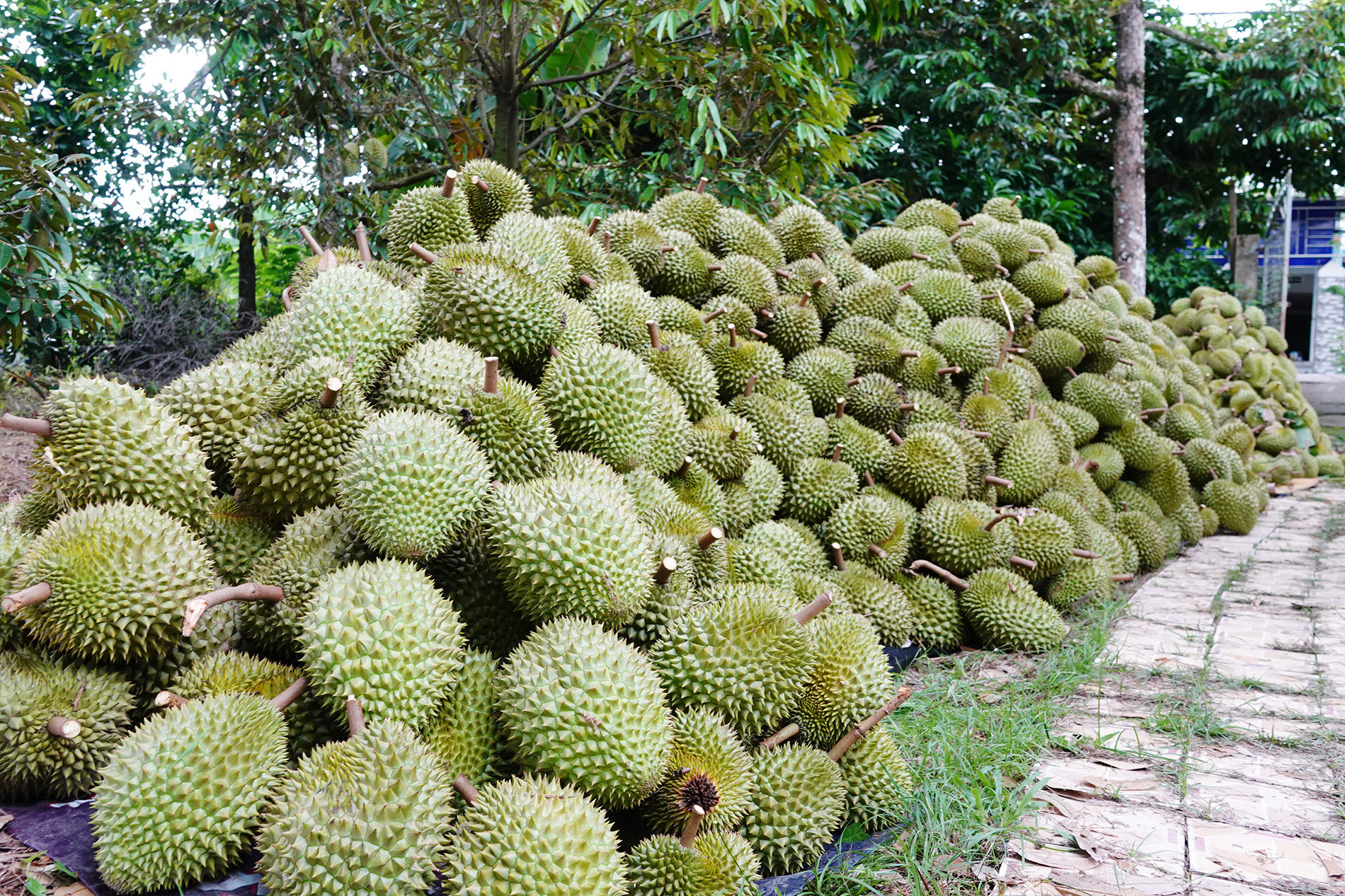 Sầu riêng 17.jpg