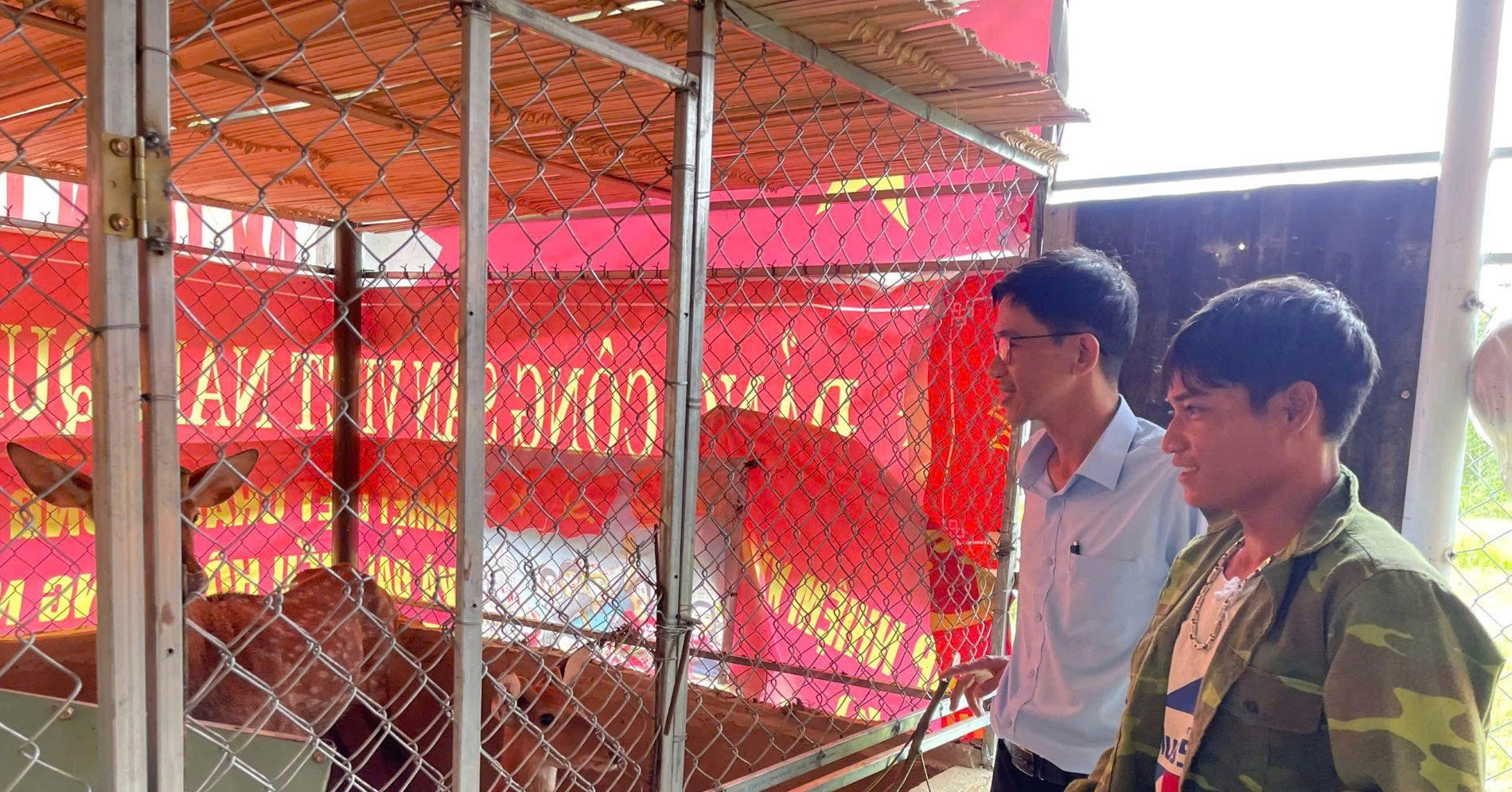 Once seen only on TV, spotted deer transform lives in central Vietnam