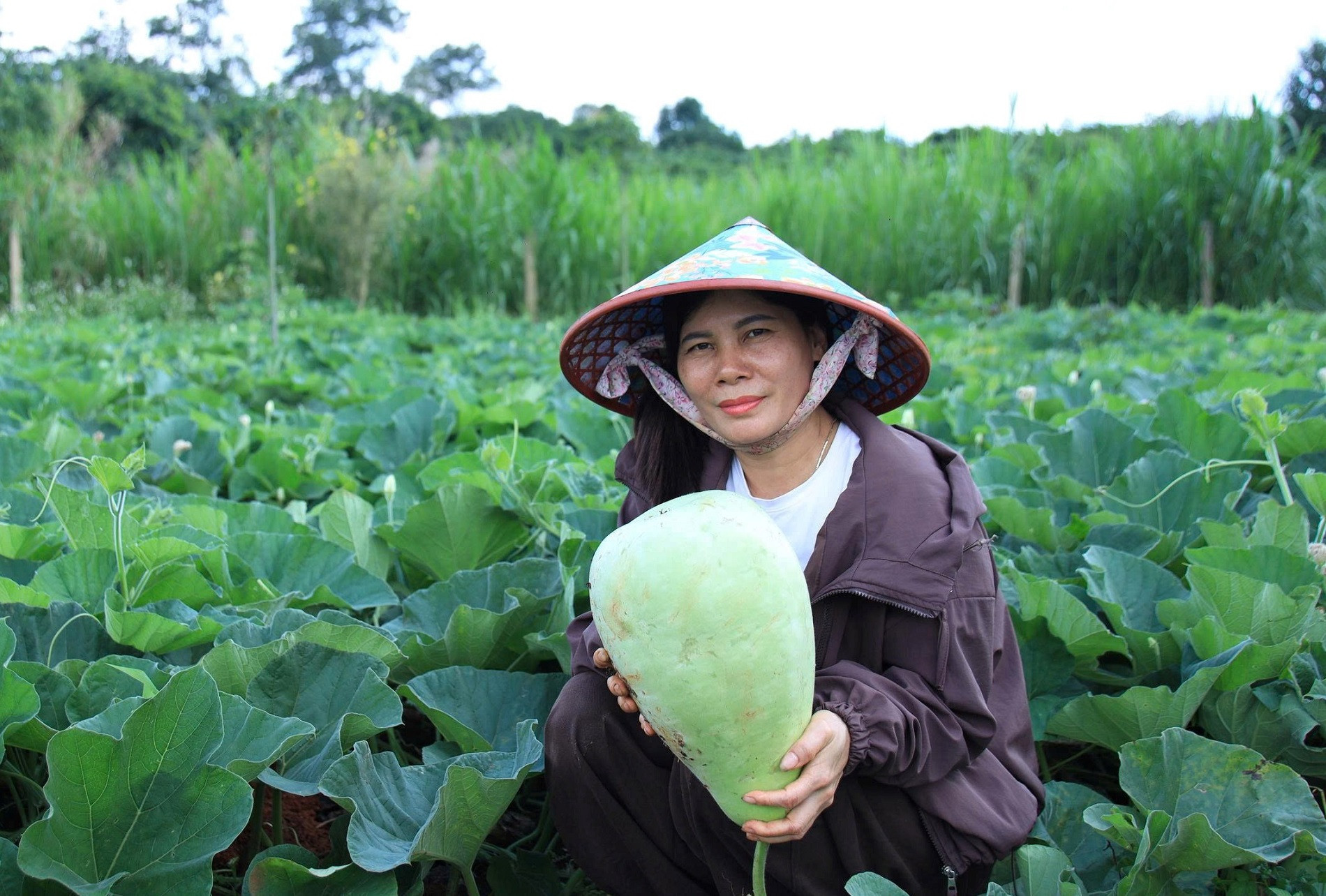 Giá trị của giống bầu “khổng lồ” này là lấy hạt xuất khẩu.jpg