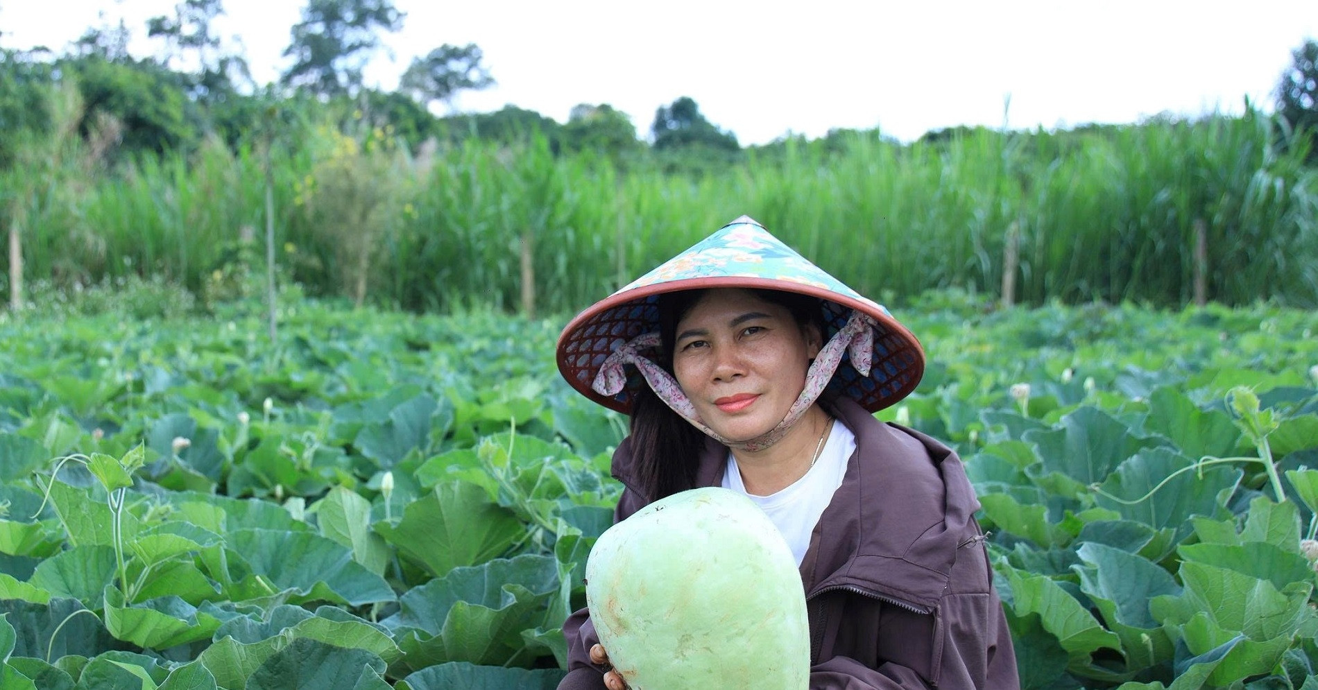 Inside Dak Lak’s giant gourd fields grown for seeds, not fruit