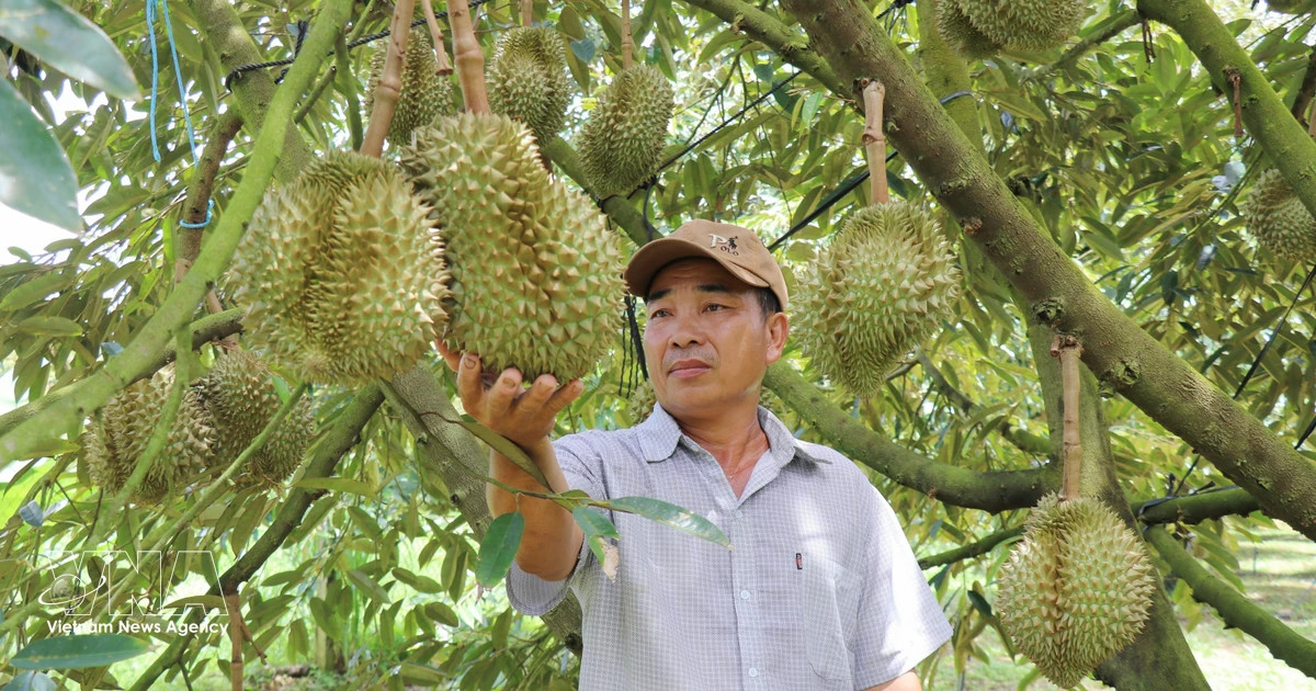 Vietnam's durian exports set sights on new record