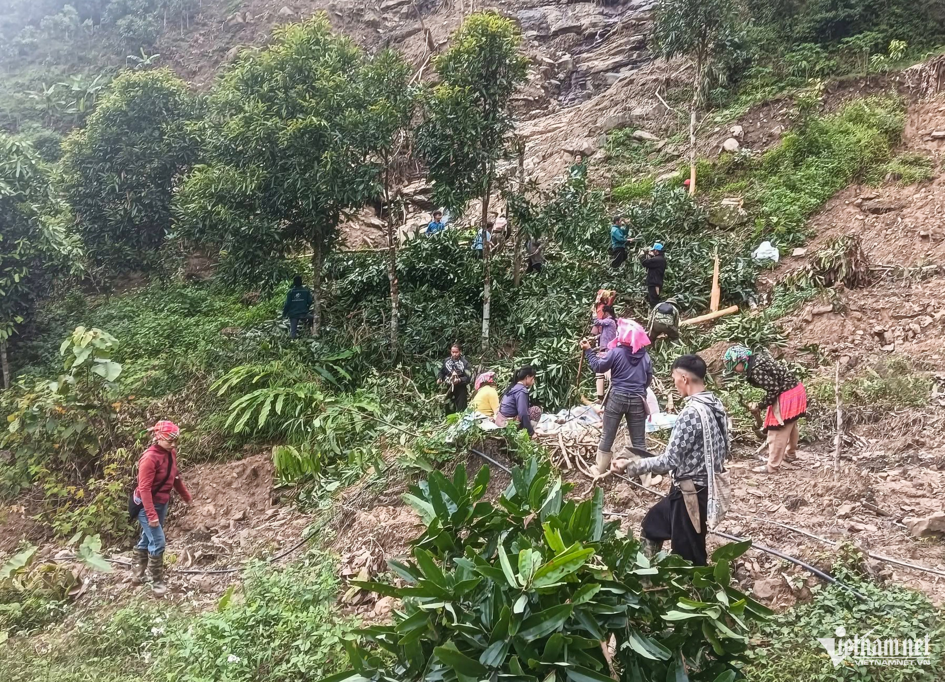 W-Chặt quế để làm đường giao thông.jpg