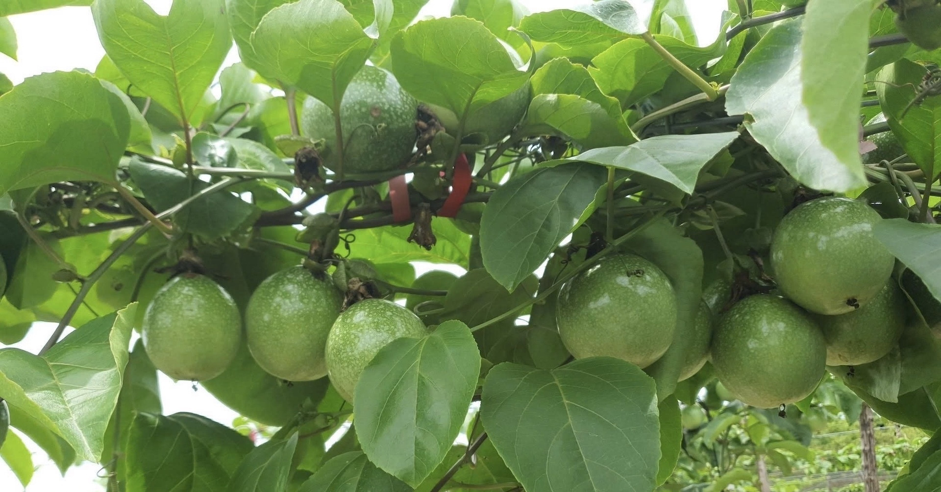 Vietnam’s passion fruit exports to EU top $116 million in seven months