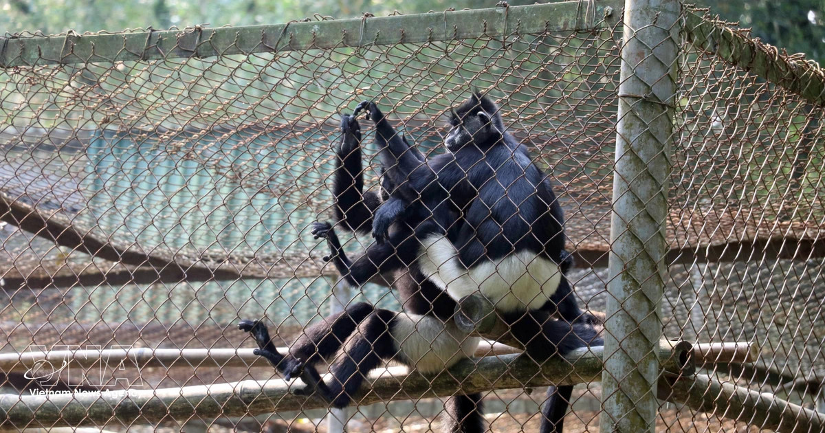 Ninh Binh establishes Kim Bang white-rumped langur conservation area
