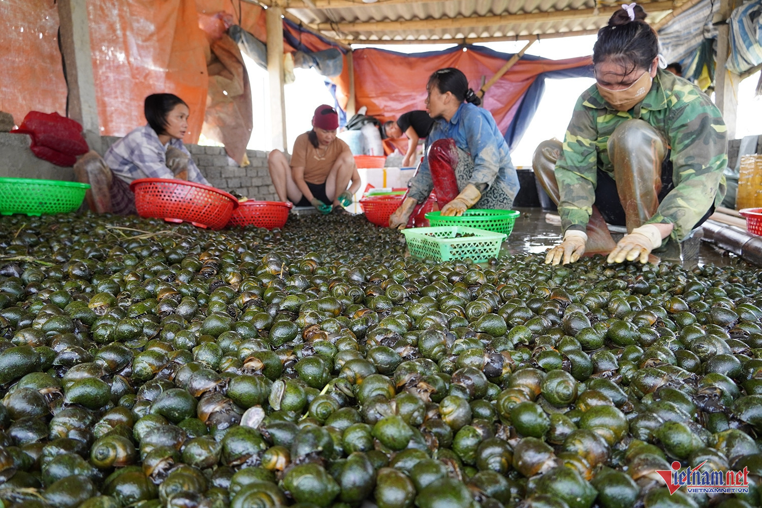 snail vn.jpg