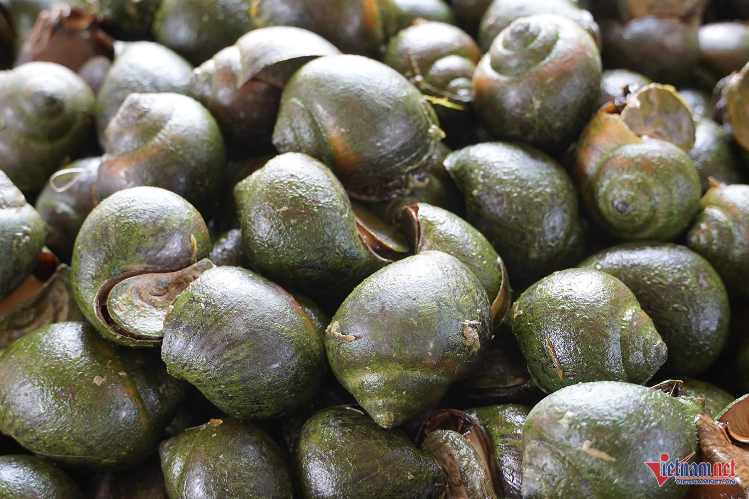 snail vn3.jpg