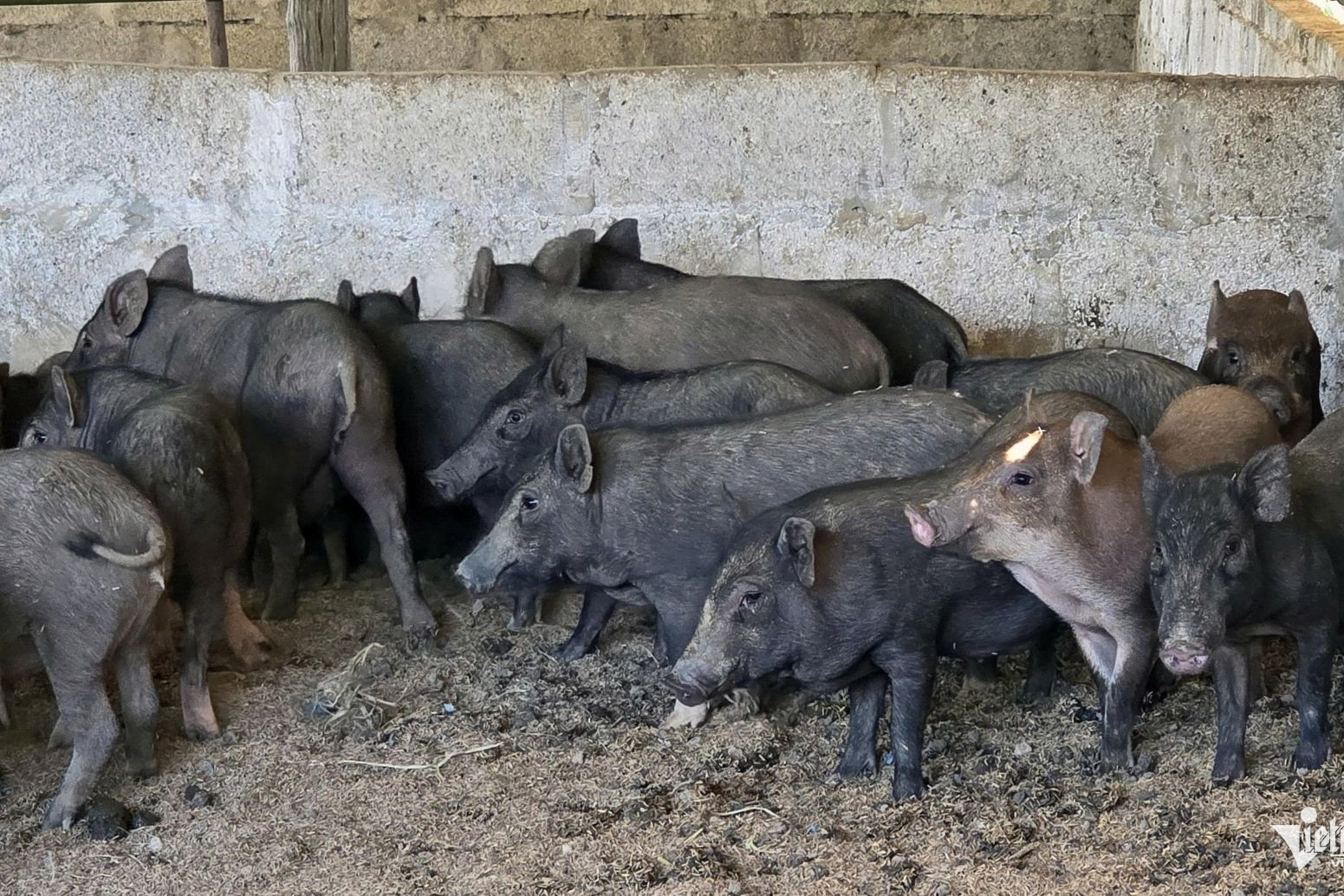Bru Van Kieu people raise 'mini pigs' to escape poverty