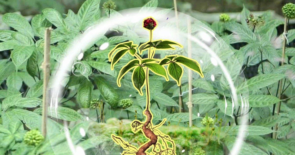Lai Chau ginseng development gains momentum