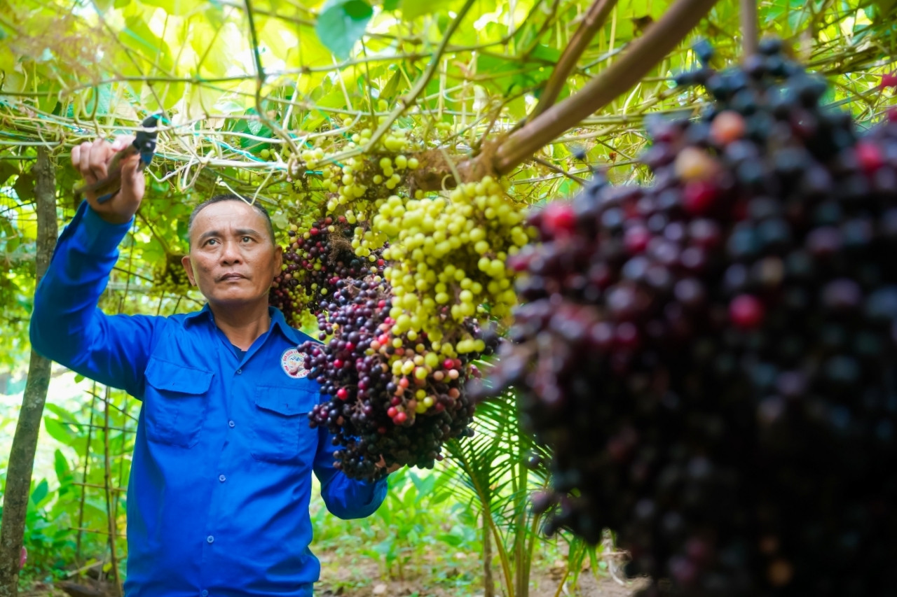 grape garden.png2.jpg