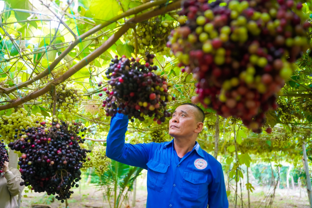 grape garden.png7.jpg