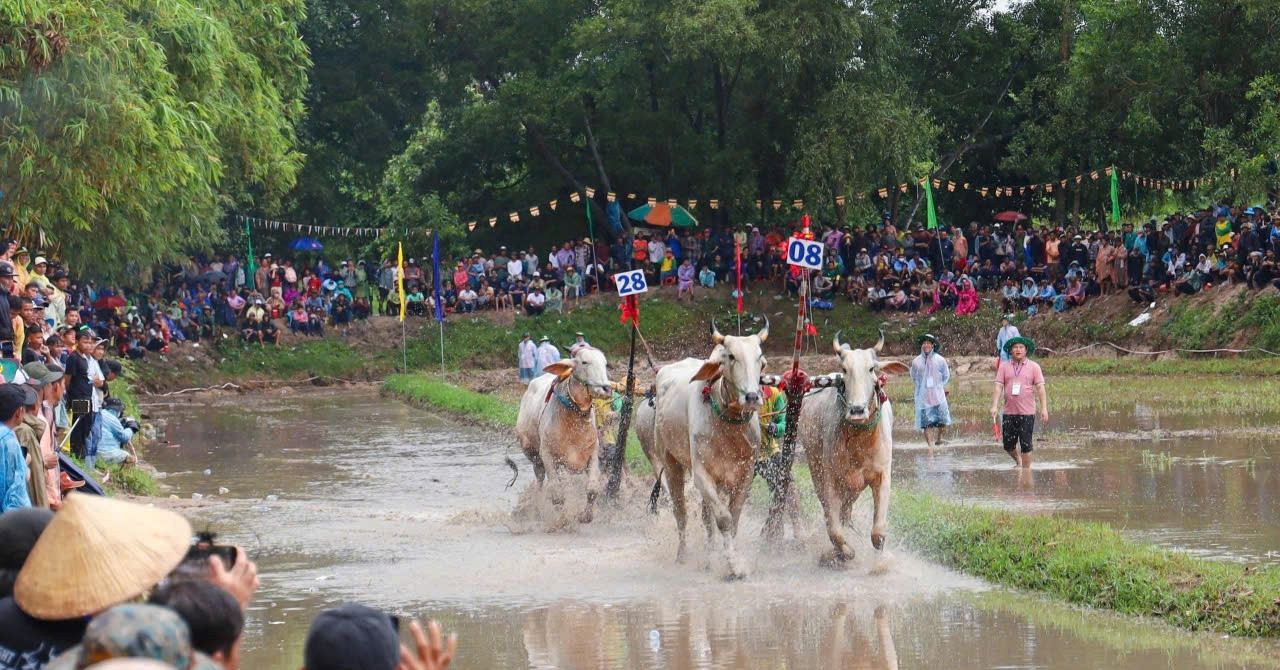 Oxen race through the mud in southern Vietnam’s Khmer festival