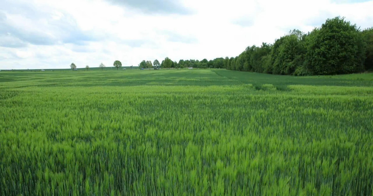 Vietnam, Germany suggested to boost practical high-tech agricultural cooperation