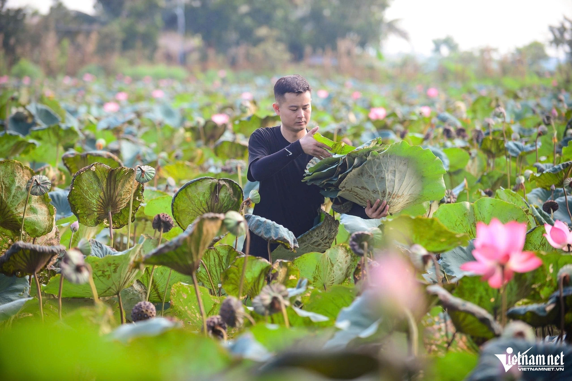 Studio assistant creates unique lotus-leaf art after hundreds of trials
