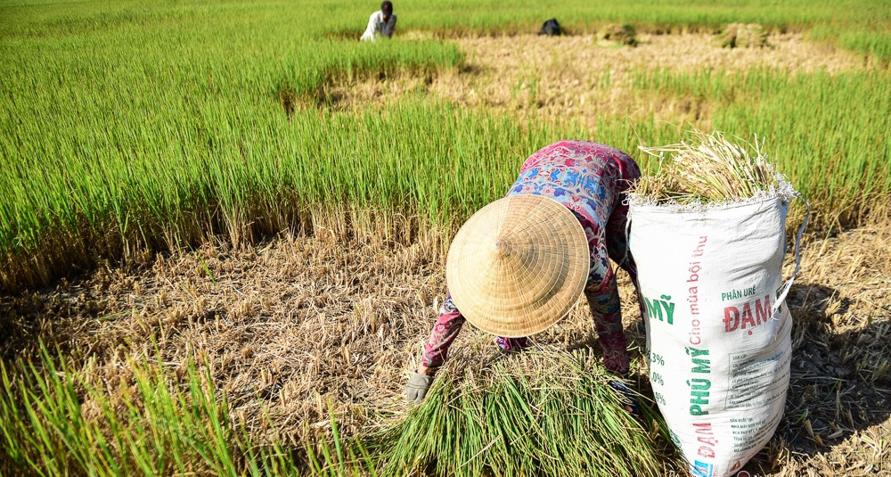 Powerful El Nino puts southern Vietnam at risk of severe drought