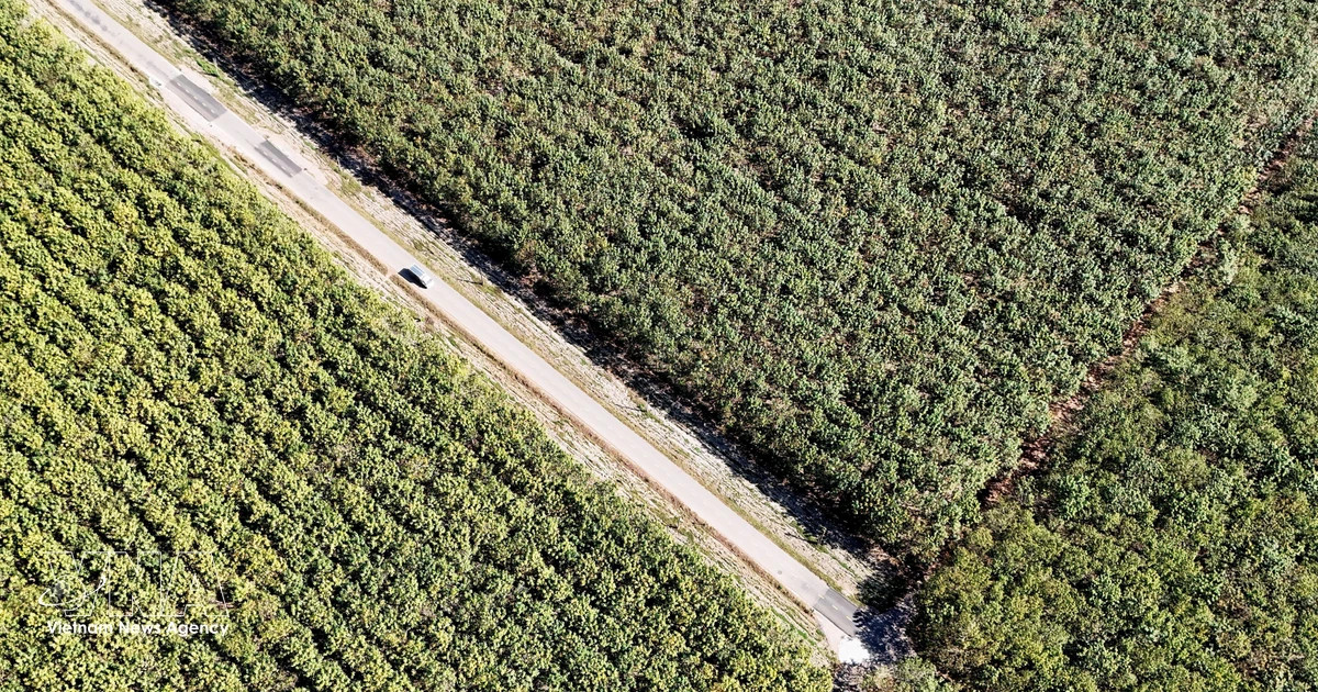 VN seeks to raise value of agro-forestry exports by leveraging supply chains
