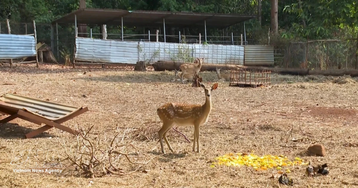 Dong Nai wildlife centre rehabilitates thousands for return to the wild