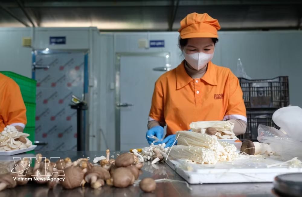 vnanet_potal-lam-dong-san-sang-lan-san-vao-thi-truong-nganh-hang-halal-8834765.jpg