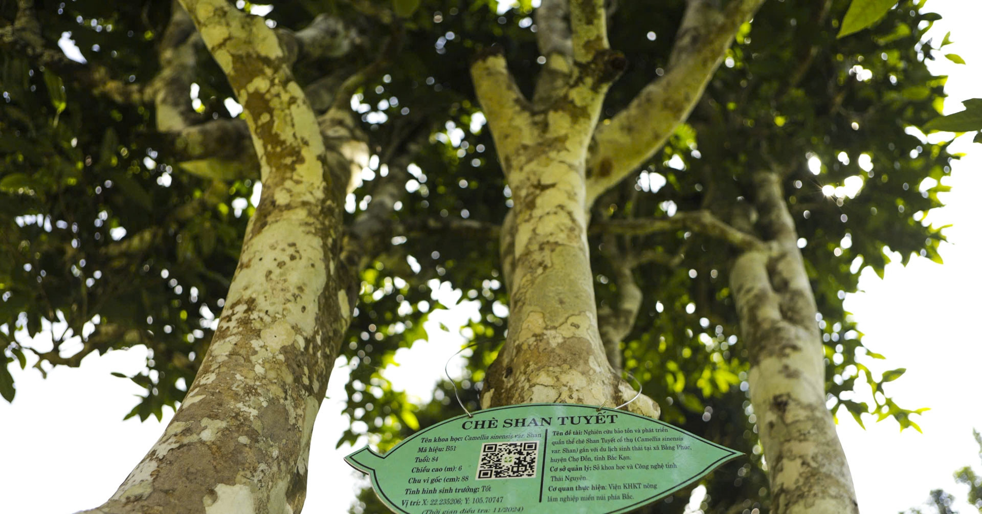 740 ancient tea trees become a highland treasure in Thai Nguyen