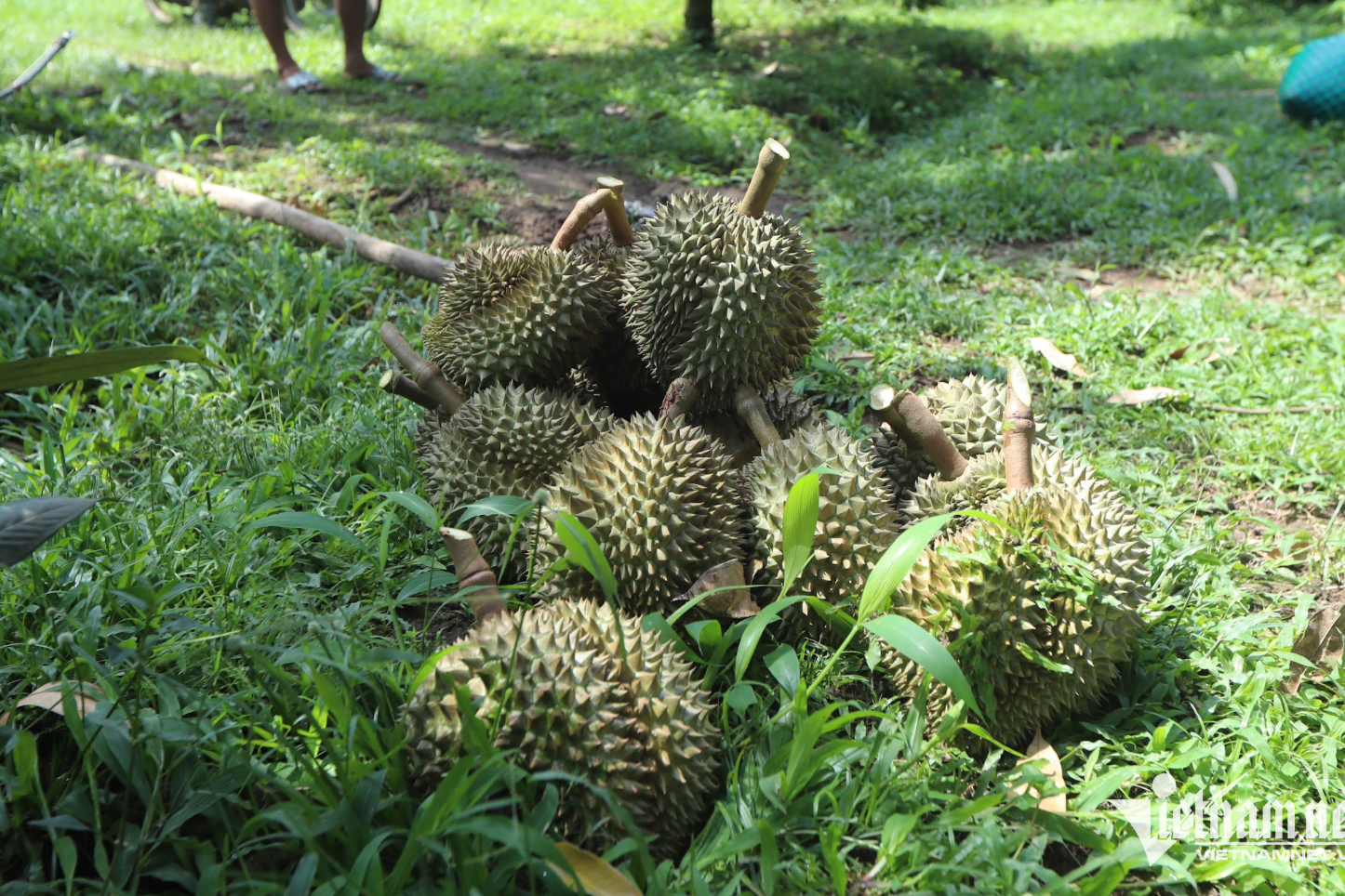 Vietnam poised to overtake Thailand as world’s largest durian exporter