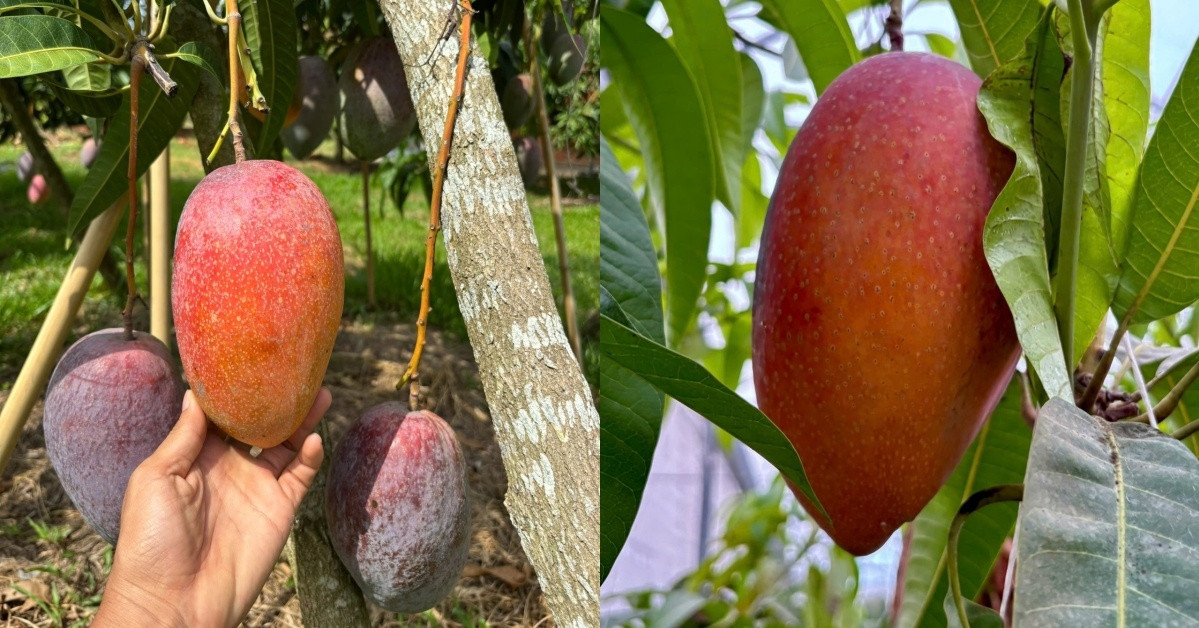 Japan’s luxury ‘Eggs of the Sun’ mangoes take root in HCMC